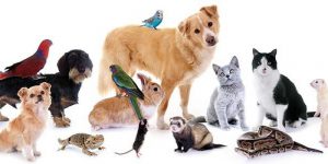 Vận chuyển hỏa tốc thú cưng toàn quốc