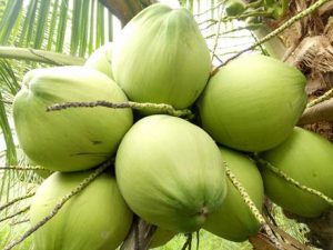 Xuất khẩu dừa sang Hàn Quốc