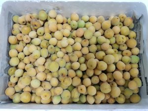 Vận chuyển quả mơ từ Hà Nội đi Cần Thơ