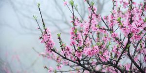 Dịch vụ vận chuyển hoa đào, hoa mai từ Hà Nội đi Phú Yên