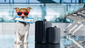 Vận chuyển thú cưng bằng máy bay có an toàn không?