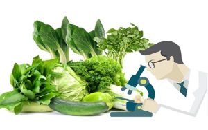 Kiểm Dịch Thực Vật Là Gì? Quy trình xin cấp kiểm dịch thực vật