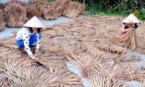 Gửi lục bình khô bằng đường biển từ Việt Nam đi Tây Ban Nha