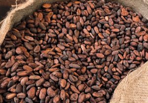 Xuất khẩu cacao đi New Zealand