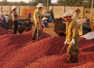 Vận chuyển cà phê bằng đường biển