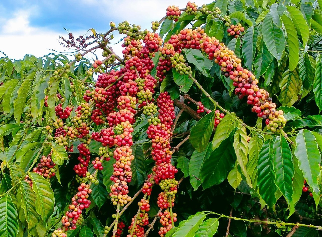 Đối thủ 'nặng ký' muốn soán ngôi cà phê Việt xuất hiện