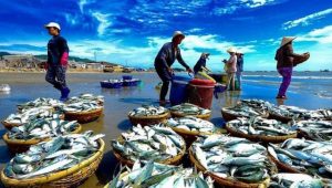 Xuất khẩu hải sản khởi sắc, ngành cá ngừ vẫn chịu nhiều áp lực