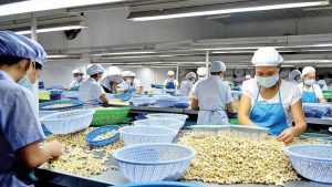 Xuất khẩu hạt điều từ Việt Nam sang Trung Quốc bằng đường biển
