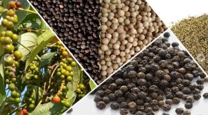 Xuất khẩu hồ tiêu từ Việt Nam đi Mỹ bằng đường biển