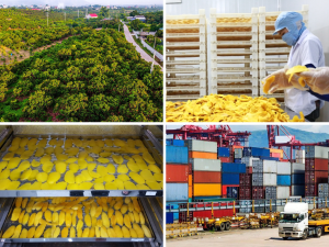 Xuất khẩu trái cây sấy khô từ TP Hồ Chí Minh sang Hoa Kỳ bằng đường biển