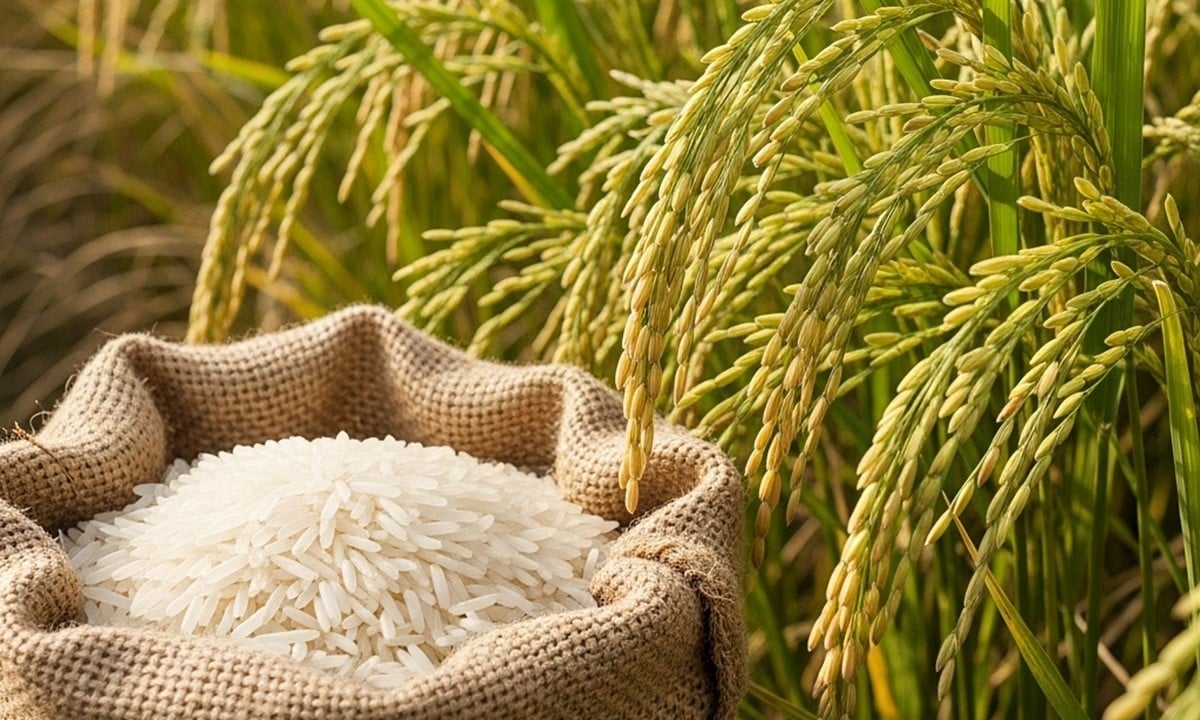 Cước vận tải tăng cao “ghìm chân” xuất khẩu gạo châu Á