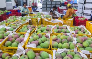 Tiêu Chuẩn Chất Lượng Cho Sản Phẩm Xoài Vào Hàn Quốc