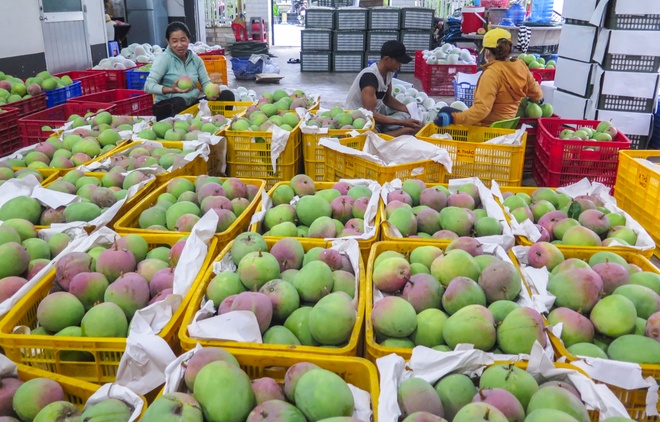 Tiêu Chuẩn Chất Lượng Cho Sản Phẩm Xoài Vào Hàn Quốc