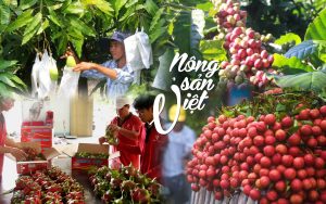 Vận chuyển trái cây đông lạnh việt nam sang trung đông