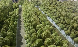 Xuất khẩu sầu riêng sang Nhật Bản