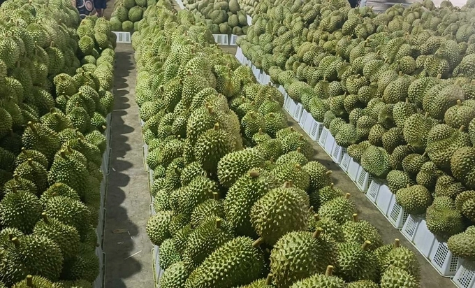 Xuất khẩu sầu riêng sang Nhật Bản
